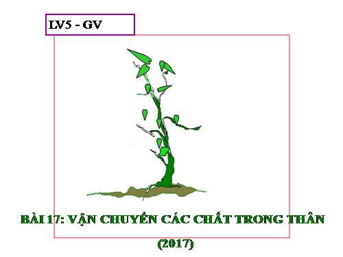 Bài 17. Vận chuyển các chất trong thân