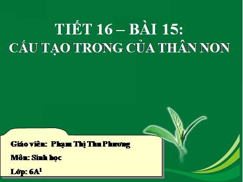 Bài 15. Cấu tạo trong của thân non