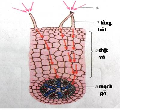 Bài 12. Biến dạng của rễ