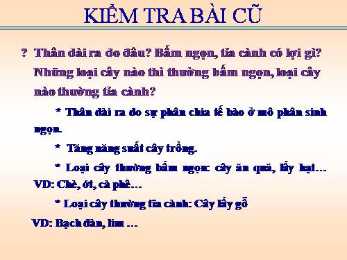 Bài 15. Cấu tạo trong của thân non