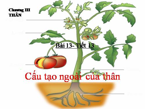 Bài 13. Cấu tạo ngoài của thân