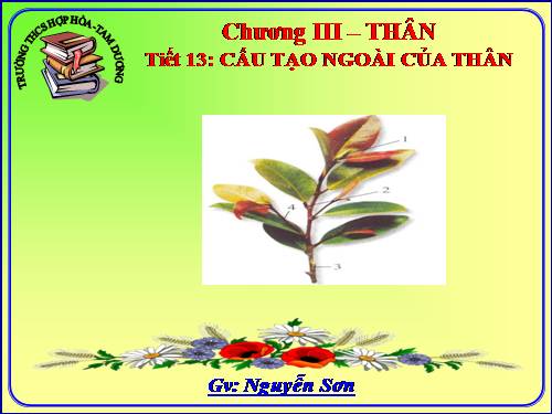 Bài 13. Cấu tạo ngoài của thân