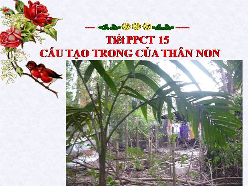 Bài 15. Cấu tạo trong của thân non