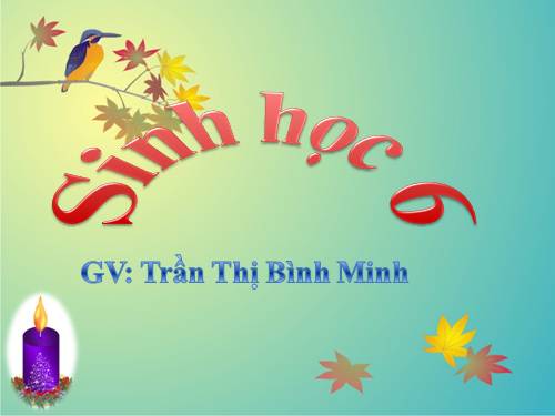 Bài 10. Cấu tạo miền hút của rễ