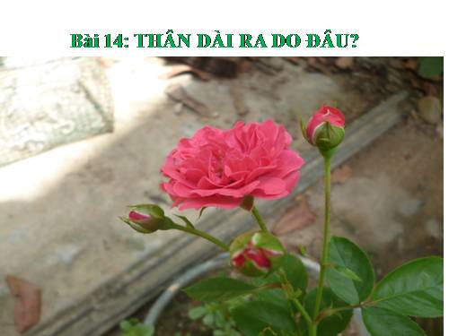 Bài 14. Thân dài ra do đâu ?