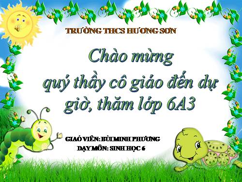 Bài 16. Thân to ra do đâu ?