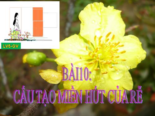 Bài 10. Cấu tạo miền hút của rễ