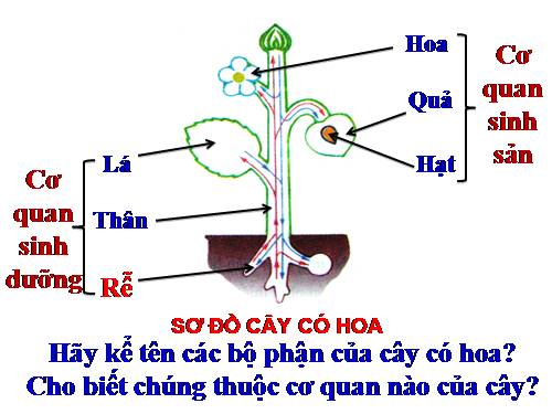 Bài 9. Các loại rễ, các miền của rễ