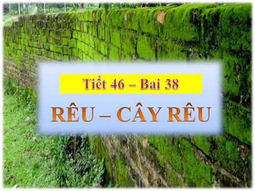 Bài 38. Rêu - Cây rêu