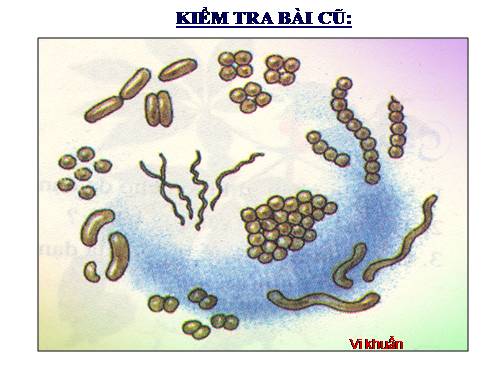 Bài 50. Vi khuẩn