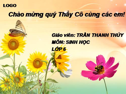 Bài 7. Cấu tạo tế bào thực vật