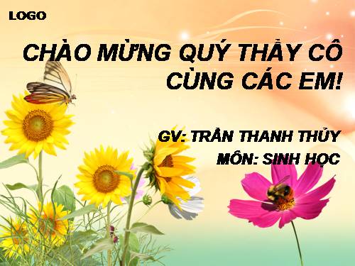 Bài 40. Hạt trần - Cây thông