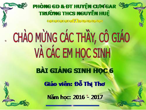 Bài 40. Hạt trần - Cây thông