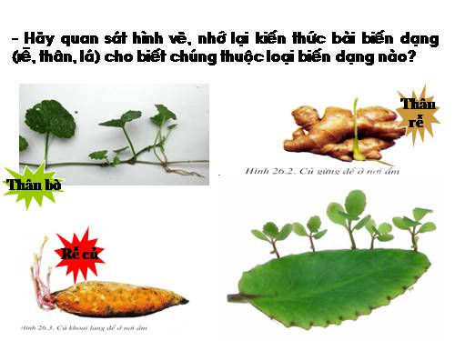 Bài 26. Sinh sản sinh dưỡng tự nhiên