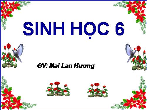 Bài 39. Quyết - Cây dương xỉ