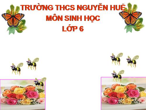 Bài 41. Hạt kín - Đặc điểm của thực vật Hạt kín