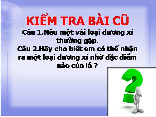 Bài 40. Hạt trần - Cây thông