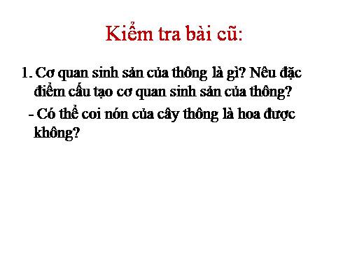 Bài 40. Hạt trần - Cây thông