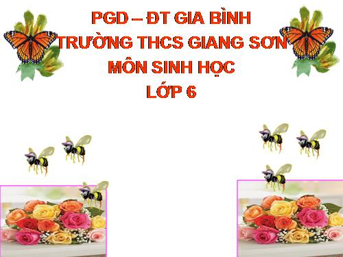 Bài 41. Hạt kín - Đặc điểm của thực vật Hạt kín