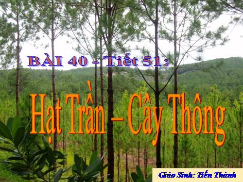 Bài 40. Hạt trần - Cây thông