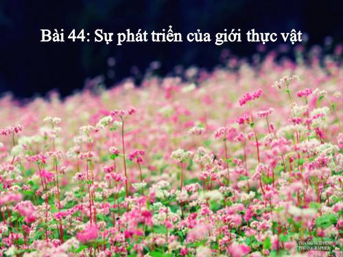 Bài 44. Sự phát triển của giới Thực vật