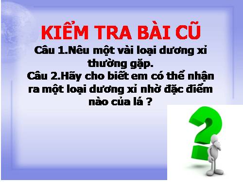 Bài 40. Hạt trần - Cây thông