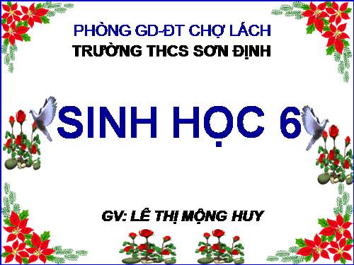 Bài 39. Quyết - Cây dương xỉ