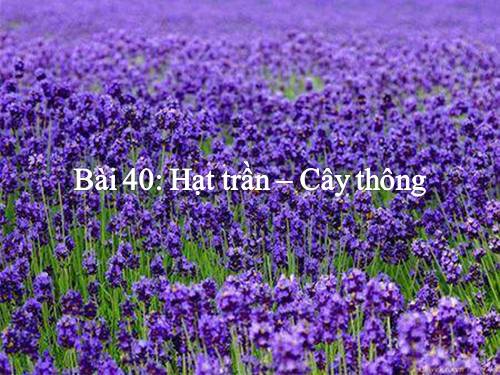 Bài 40. Hạt trần - Cây thông