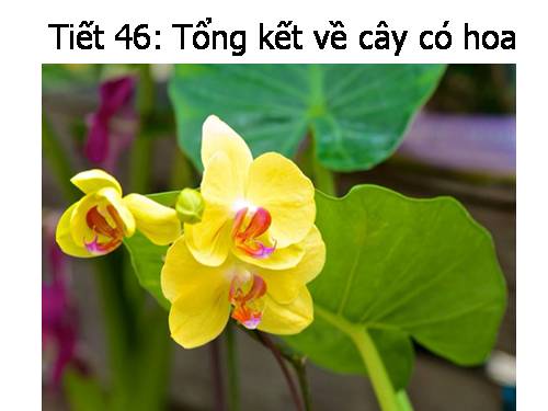 Bài 36. Tổng kết về cây có hoa