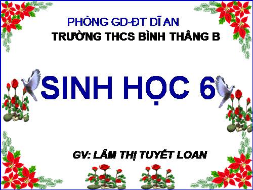 Bài 39. Quyết - Cây dương xỉ