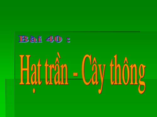 Bài 40. Hạt trần - Cây thông