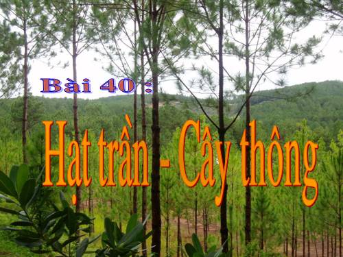 Bài 40. Hạt trần - Cây thông