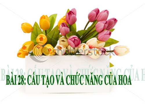 Bài 28. Cấu tạo và chức năng của hoa