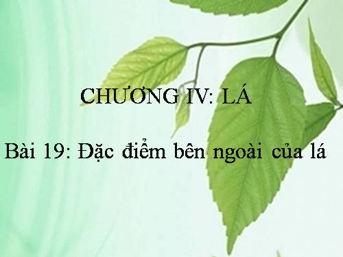 Bài 19. Đặc điểm bên ngoài của lá