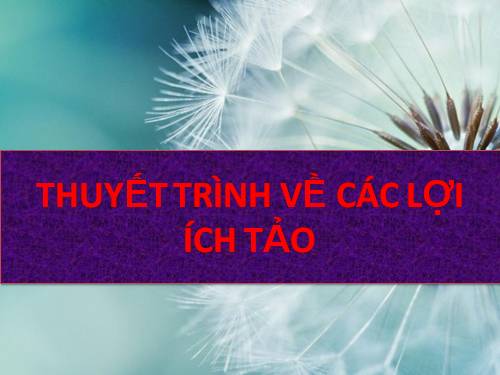 Bài 37. Tảo