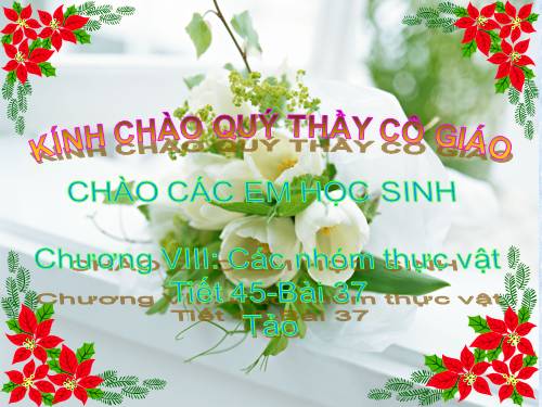 Bài 37. Tảo