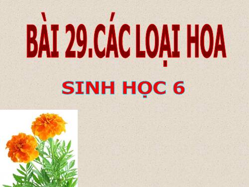 Bài 29. Các loại hoa