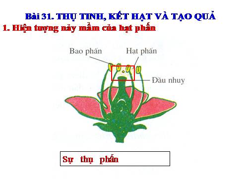 Bài 31. Thụ tinh, kết quả và tạo hạt