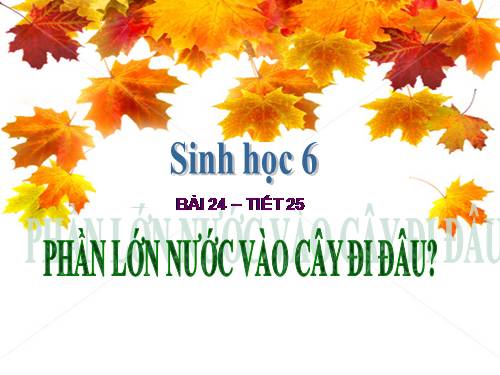 Bài 24. Phần lớn nước vào cây đi đâu?