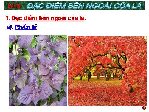 Bài 19. Đặc điểm bên ngoài của lá