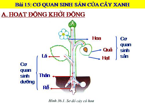 Bài 28. Cấu tạo và chức năng của hoa