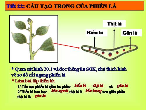 Bài 20. Cấu tạo trong của phiến lá