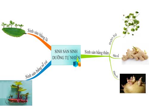 Bài 26. Sinh sản sinh dưỡng tự nhiên