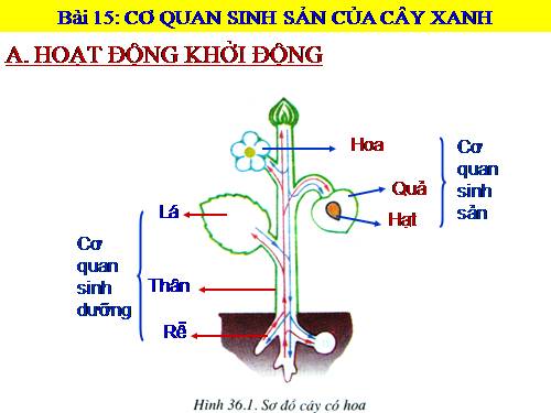 Bài 28. Cấu tạo và chức năng của hoa