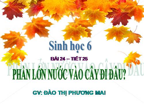 Bài 24. Phần lớn nước vào cây đi đâu?