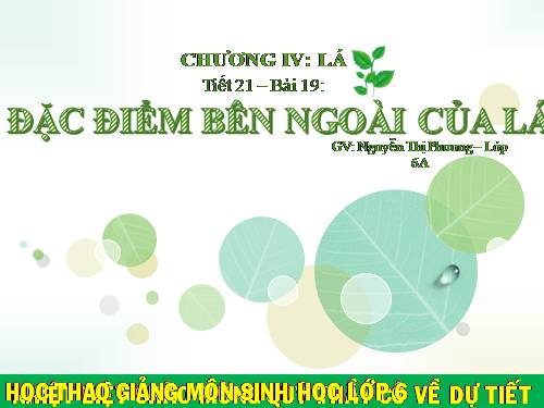 Bài 19. Đặc điểm bên ngoài của lá