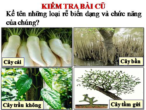 Bài 13. Cấu tạo ngoài của thân