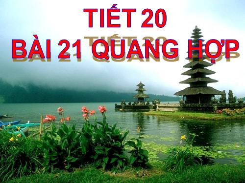 Bài 21. Quang hợp