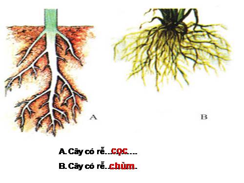 Bài 12. Biến dạng của rễ