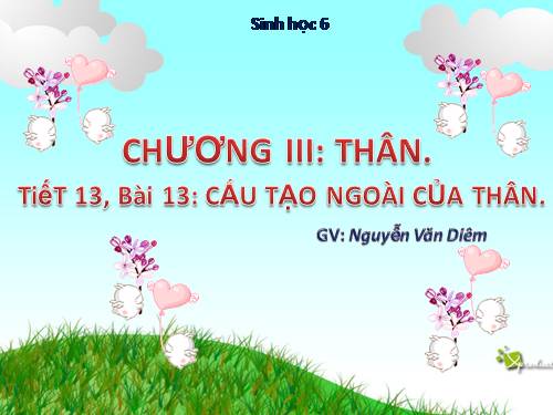 Bài 13. Cấu tạo ngoài của thân